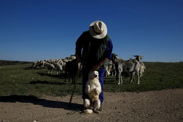 Angel Gutierrez Carrasco, 55, caresses his dog Paco as he tends to his flock of sheep by the dam of Penarroya, near Argamasilla de Alba, Spain, April 7, 2016. (Photo by Susana Vera/Reuters)