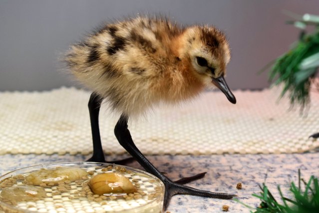 A rare black-tailed godwit chick in the second decade of May 2024, rescued by the Wildfowl and Wetlands Trust from a flooded field, an occurrence that is happening more and more often. There are fewer than 50 pairs of British black-tailed godwits left in the wild, according to the trust, and they rely on a handful of wetland sites to breed. (Photo by Georgina Jarman/WWT/PA Wire)