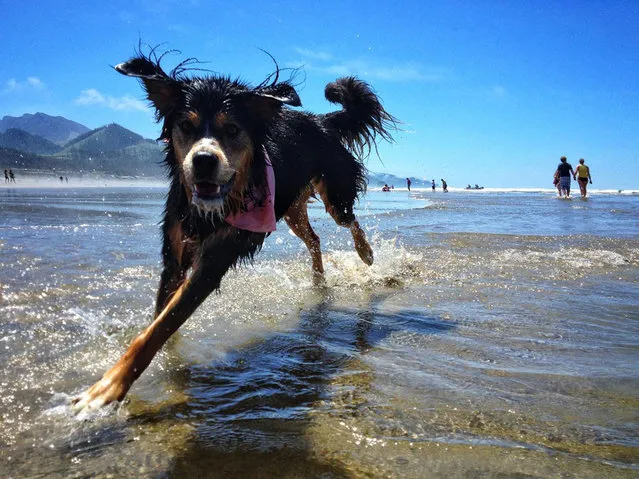 “I risked life and phone”, says Wilke of his image of Leeloo at Cannon Beach. Cannon Beach, Oregon. (Photo by Chaz Wilke/Smithsonian.com)