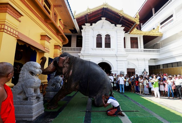 A mahout and his elephant worship at the Gangaramaya Buddhist temple ahead of the temple's annual Nawam Perahera or street parade where dozens of gaily decorated elephants are escorted by hundreds of traditional drummers and dancers during the parade, in Colombo, Sri Lanka on February 23, 2024. (Photo by Dinuka Liyanawatte/Reuters)