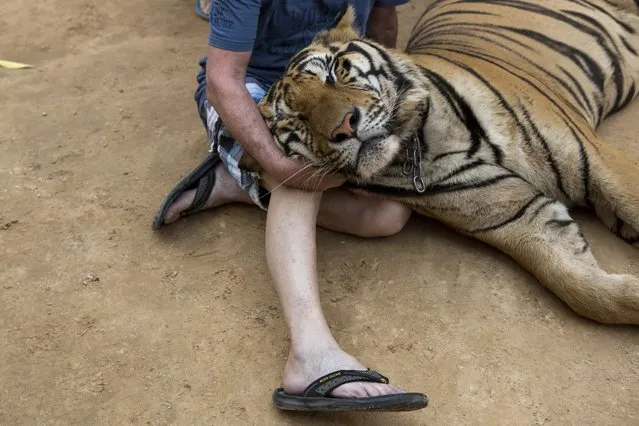 A visitor sits with a tiger's head in their lap at Tiger Temple, a Buddhist monastery where paying visitors can interact with young adult tigers, in Kanchanaburi, Thailand, March 16, 2016. (Photo by Amanda Mustard/The New York Times)