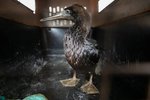 This handout picture released by the Parque de las Leyendas Zoo shows an oil-tainted cormorant before receiveing medical treatment in Lima, on January 20, 2022. The zoo is seeking to save endangered seabirds after a 6,000-barrel oil spill off Peru's central coast, blamed on storm surge caused by a volcanic eruption in Tonga. (Photo by Parque de las Leyendas Zoo/AFP Photo)