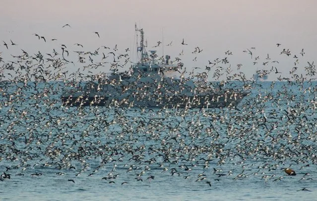 A vessel of the Russian Navy is seen through a flock of birds in the Black Sea port of Sevastopol, Crimea on February 16, 2022. (Photo by Alexey Pavlishak/Reuters)