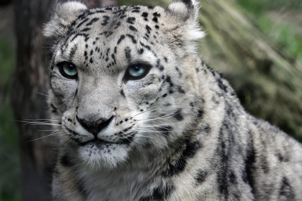 Snow Leopard