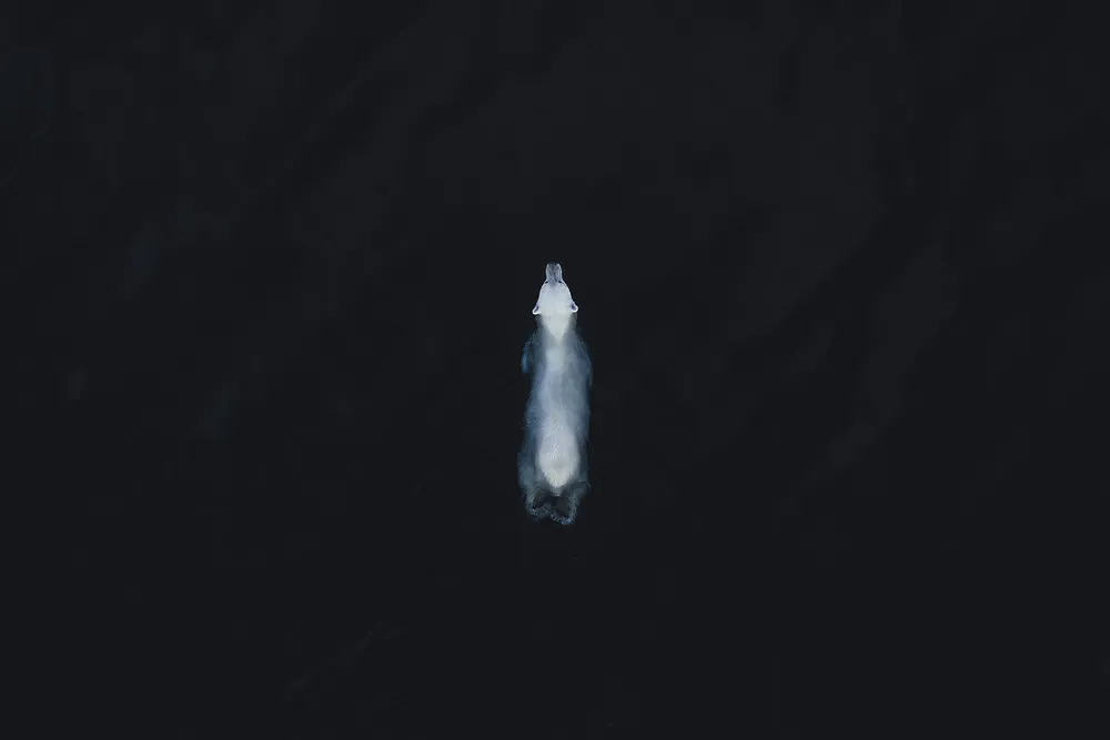 Nature Conservancy’s Global Photo Contest Winners 2019