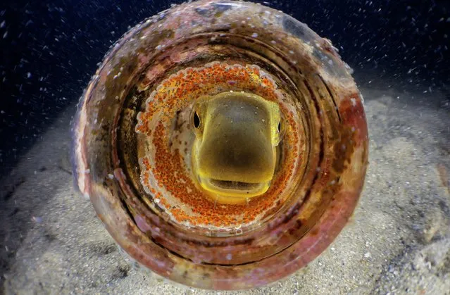 Bronze medal, People and Nature: a discarded beer bottle as the home of a blenny nest, Chowder Bay, New South Wales, Australia, by Gaetano Gargiulo, Australia. (Photo by Gaetano Gargiulo/World Nature Photography Awards)