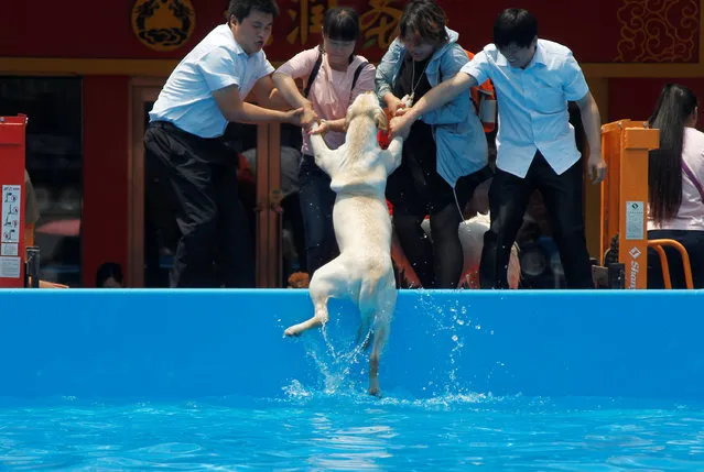 A dog is pulled out of a pool after a dog swimming contest in Zhengzhou, Henan province, China, May 21, 2016. (Photo by Reuters/Stringer)