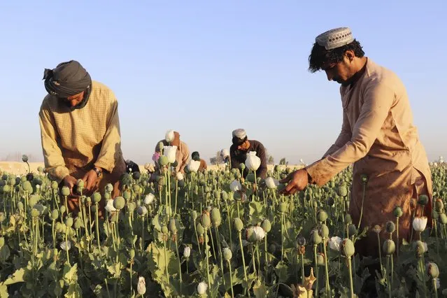 Afghan farmers harvest poppy in Nad Ali district, Helmand province, Afghanistan, Friday, April 1, 2022. Afghanistan's ruling Taliban have announced a ban on poppy production, even as farmers across many parts of the country began harvesting the bright red flower that produces the lucrative opium which is used to make heroin. (Photo by Abdul Khaliq/AP Photo)