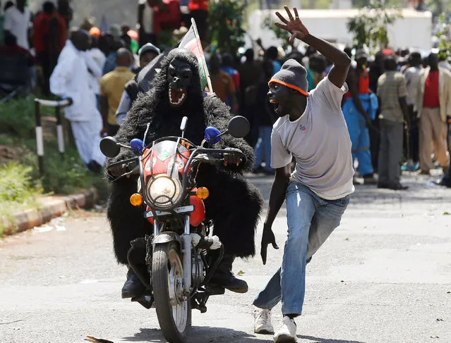 A supporter of Kenya's opposition Coalition for Reforms and Democracy (CORD), dressed in a gorilla suit rides a motorbike as he leaves after attending a rally to mark Kenya's Madaraka Day, the 53rd anniversary of the country's self rule, at Uhuru Park grounds in Nairobi, Kenya, June 1, 2016. (Photo by Siegfried Modola/Reuters)
