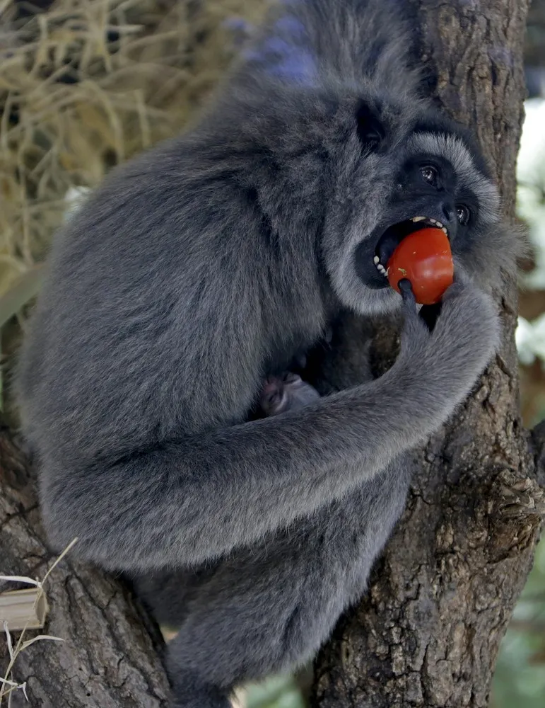 Simply Some Photos: Prague Zoo