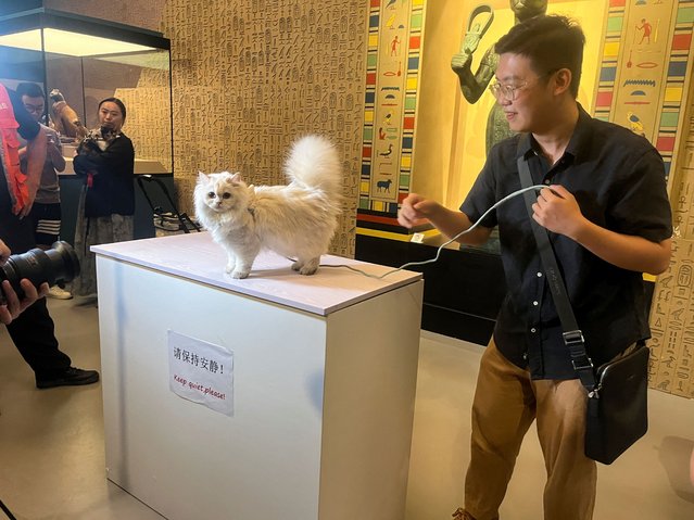 A cat visitor prepares to have its photo taken in front of a statue depicting the cat goddess Bastet at Shanghai Museum's “Meow Night”, in Shanghai, China, on August 31, 2024. (Photo by Casey Hall/Reuters)