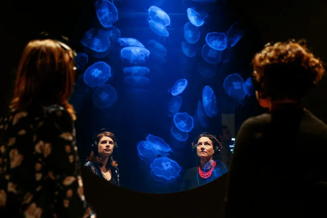 Immersive jellyfish installation by Rimini Protokoll in Eco-Visionaries exhibition at Royal Academy of Arts on November 20, 2019 in London, England. The theatrical installation is a tank of 50 moon jellyfish, one of the few species which actually benefit from the effects of global warming. (Photo by Hollie Adams/Getty Images)