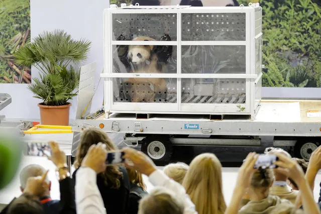 Giant panda Meng Meng looks out of its container during a presentation after the arrival from China at the airport Schoenefeld near Berlin, Saturday, June 24, 2017. (Photo by Markus Schreiber/AP Photo)