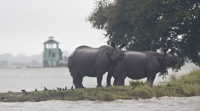 One horned Rhinos take shelter on higher ground of a flooded Kaziranga national park in Kaziranga, 250 kilometers (156 miles) east of Gauhati, India, Monday, July 10, 2017. (Photo by Anupam Nath/AP Photo)