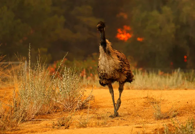 An emu runs to escape an approaching wildfire as it burns near Potrero, California, U.S. June 20, 2016. (Photo by Mike Blake/Reuters)