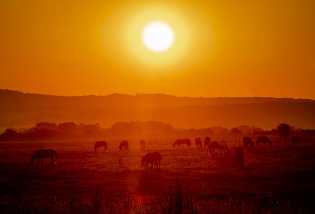 Icelandic horses graze in a meadow at a stud farm in Wehrheim, Germany, at sunrise, Tuesday, August 13, 2024. (Photo by Michael Probst/AP Photo)