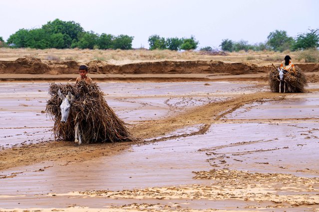 A boy and a woman ride donkeys loaded with kindling across a muddy road following floods in Yemen's Hodeida region, on August 8, 2024. Flooding triggered by torrential rain has left 45 people dead in Yemen in recent days, according to tolls given by a United Nations agency and a local official. Several areas across Yemen have seen heavy rainfall and flooding since late July, affecting daily life for many people in the war-ravaged country. (Photo by AFP Photo/Stringer)