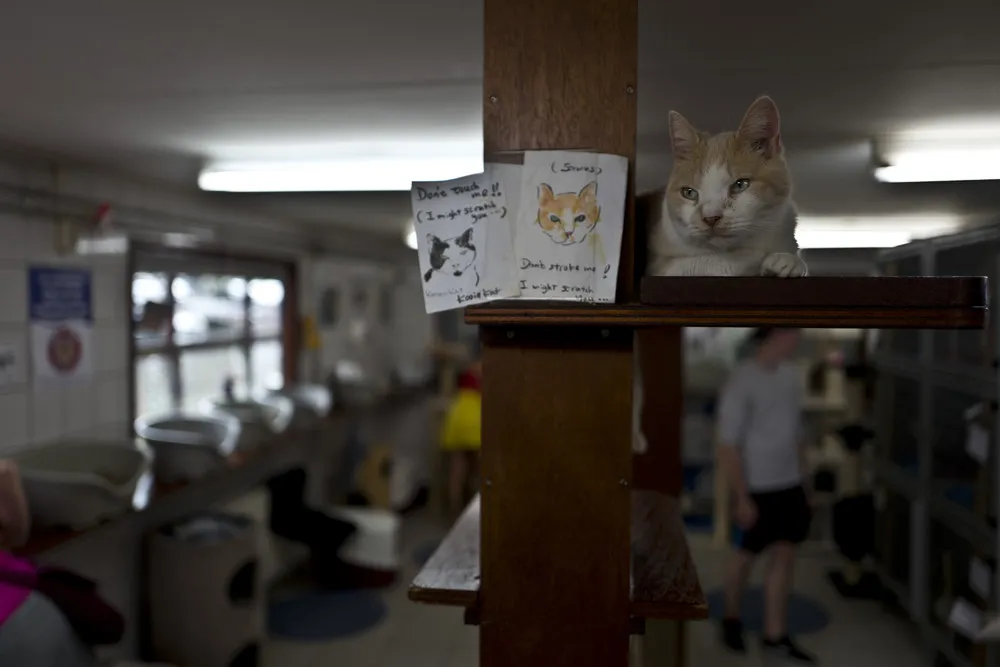 Stray Cats Find a Home on an Amsterdam Houseboat