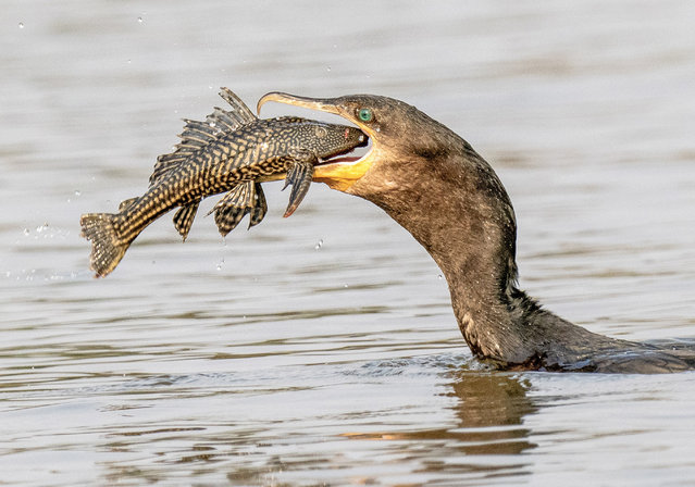 It took this cormorant several attempts to get a bristlenose catfish into its mouth in Pantanal, the world’s largest tropical wetland, in Brazil in the second decade of November 2024. (Photo by Peter Batty/Solent News)