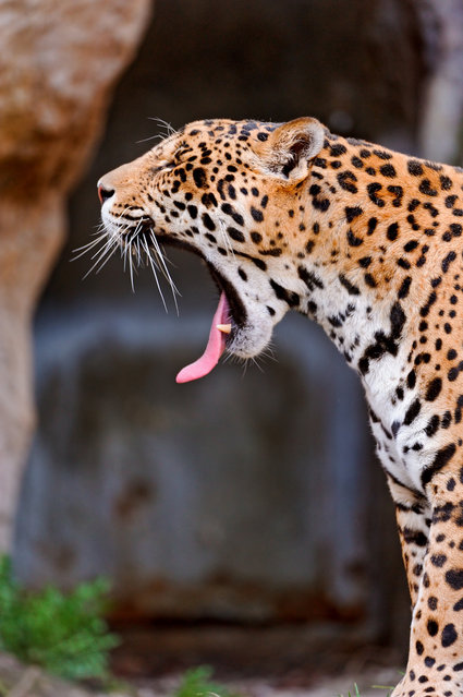 Animals Yawning