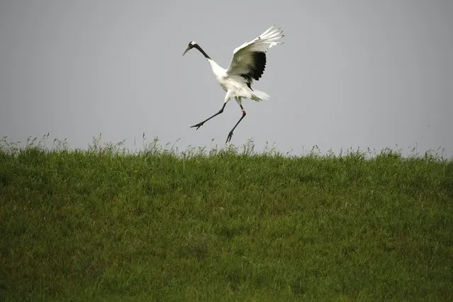 A red-crowned crane spreads its wings in Zhalong Nature Reserve, in Heilongjiang province, August 11, 2014. The red-crowned crane is on the red list of endangered species released by the International Union for Conservation of Nature (IUCN), and its population continues to decline. (Photo by Jacky Chen/Reuters)