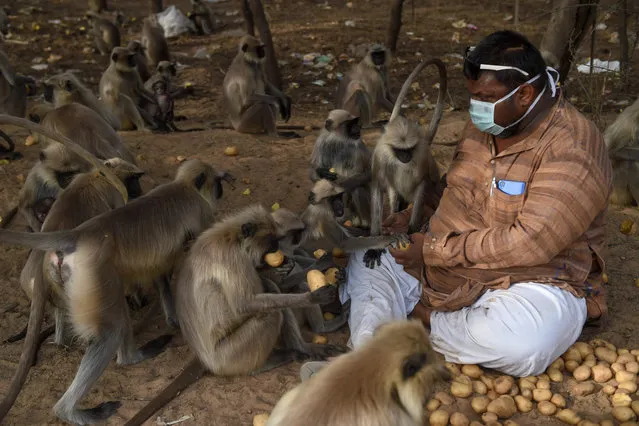 A resident feeds monkeys with potatoes at Ode village, during the first day of a 21-day government-imposed nationwide lockdown as a preventive measure against the COVID-19 coronavirus, some 25 kms from Ahmedabad on March 25, 2020. (Photo by Sam Panthaky/AFP Photo)