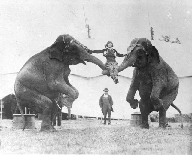 A  woman sitting on the trunks of two elephants, while rehearsing her circus act, circa 1924.