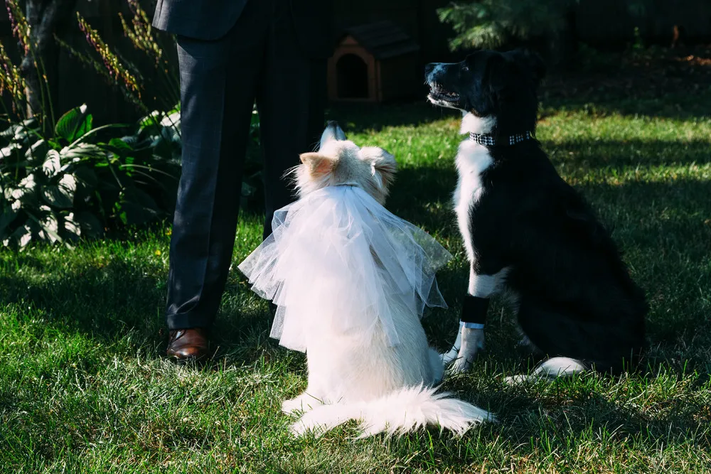 Rescue Dogs Wedding