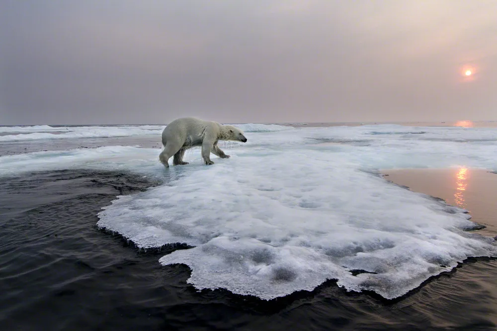 Photographing Polar Bears By Paul Souders
