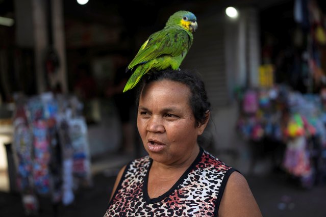 Teresa Dominguez, 58, walks towards her stand carrying her parrot Nonino on her head, in the Rocihna neighborhood of Rio de Janeiro, Brazil, Tuesday, September 6, 2022. “I am going to vote for Lula in the Oct. 2 elections, I hope life gets better with him, when he was president we could buy everything, food, televisions, and now everything is very expensive”, said Dominguez when asked for whom she would vote for in upcoming elections. (Photo by Rodrigo Abd/AP Photo)