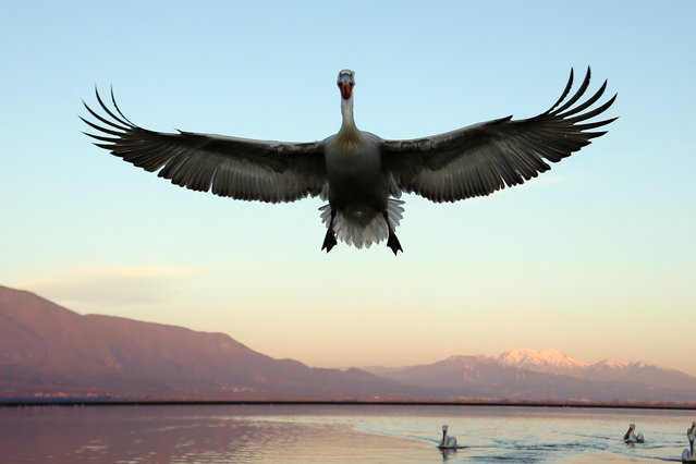 A dalmatian pelican comes in to land near Lake Kerkini, northern Greece on January 4, 2025. This is the largest member of the pelican family, nearly as big as an albatross. One dalmation pelican needs to eat more than a kilo of fish each day. (Photo by Aristidis Vafeiadakis/Zuma Press Wire/Rex Features/Shutterstock)