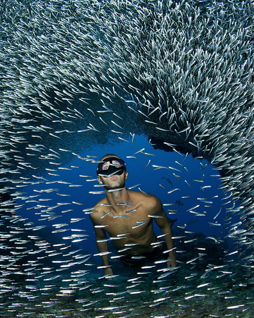 Divers swim beside millions of silverside fish at Devil's Grotto, Cayman Islands. Swimming in unison, millions of silverside fish dwarf the divers. The fish create waves of silver light as they move around the grottos that lie beneath the surface of the Caribbean Sea. These amazing photographs were captured by Belgian photographer Ellen Cuylaerts, 44, on a diving trip to the Devil's Grotto, Cayman Islands. (Photo by Ellen Cuylaerts/This is Guavo Media)