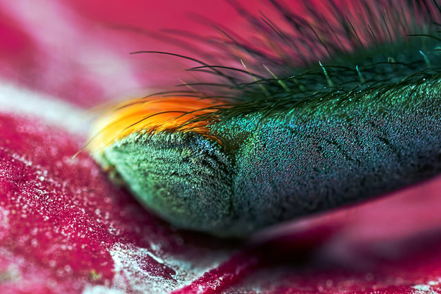 Avicularia geroldi, foot detail. “Over the years they've offered truly generous expressions of appreciation for my photos. I never expected that and I continue to be surprised by it. Their encouragement has motivated me to keep striving to improve as a photographer”. (Photo by Michael Pankratz/Caters News Agency)