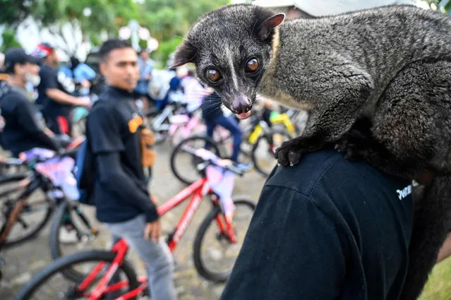 A man carries a civet while taking part in an animal welfare campaign ahead of the World Animal Day celebrations on October 4, in Banda Aceh on October 2, 2022. (Photo by Chaideer Mahyuddin/AFP Photo)