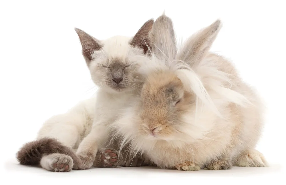Cats and Bunnies
