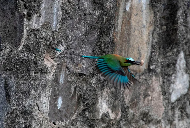 A torogoz (Eumomota superciliosa), El Salvador's national bird, carries a small stone in its beak as it makes a nest on a rock wall near a park in San Salvador on May 23, 2020. (Photo by Yuri Cortez/AFP Photo)