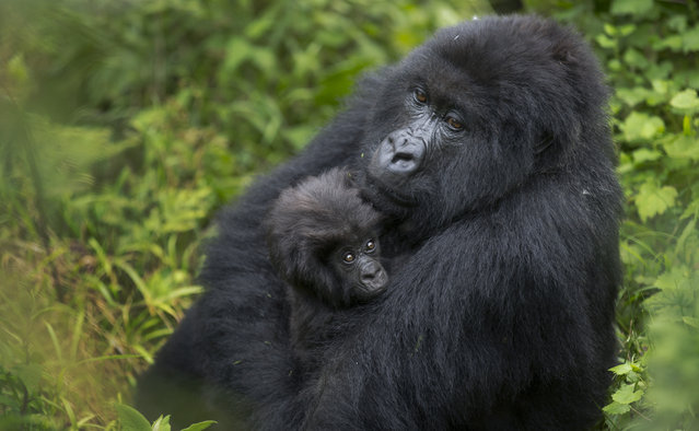 In this photo taken Friday, September 4, 2015, a baby mountain gorilla is held by its mother, on Mount Bisoke volcano in Volcanoes National Park, northern Rwanda. (Photo by Ben Curtis/AP Photo)