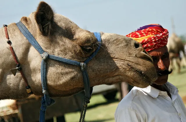 A camel trader stands next to his camel at the Tejaji Cattle Fair in the village Parbatsar, in the desert state of Rajasthan, India, August 19, 2016. (Photo by Himanshu Sharma/Reuters)