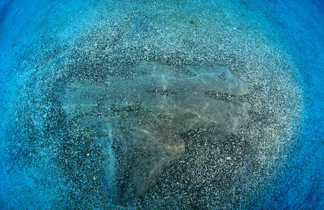 An angelshark buried in coarse sand in Tenerife. (Photo by Gavin Parsons/Caters News/Ardea)