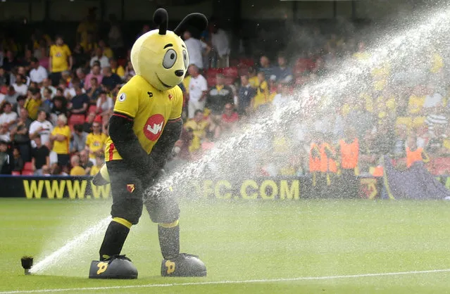 Football Soccer Britain, Watford vs Arsenal, Premier League, Vicarage Road on August 27, 2016. Watford mascot stands by the sprinklers before the game. (Photo by Andrew Boyers/Reuters/Action Images/Livepic)