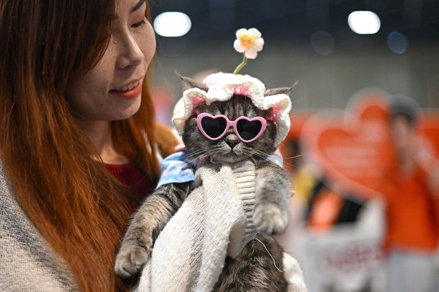 A participant carries her Persian cat “Ampao” during the 2025 Thailand cat show in Bangkok on March 9, 2025. (Photo by Manan Vatsyayana/AFP Photo)