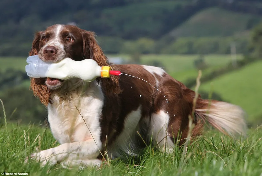 Spaniel Plays Mum For Lambs
