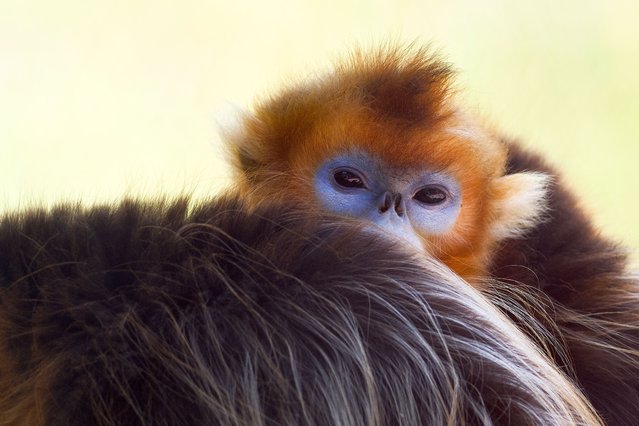 A golden snub-nosed monkeys (Rhinopitheque de Roxelane) looks through its enclosure after quarantine during its presentation at the Beauval Zoopark in Saint-Aignan Central France, on May 7, 2025. ZooParc de Beauval (Loir-et-Cher) welcomed three golden snub-nosed monkeys on April 3, 2025, an endangered species from China, as part of a conservation program, becoming the first zoo outside Asia to house these long-haired, red-furred primates with bluish faces. (Photo by Guillaume Souvant/AFP Photo)