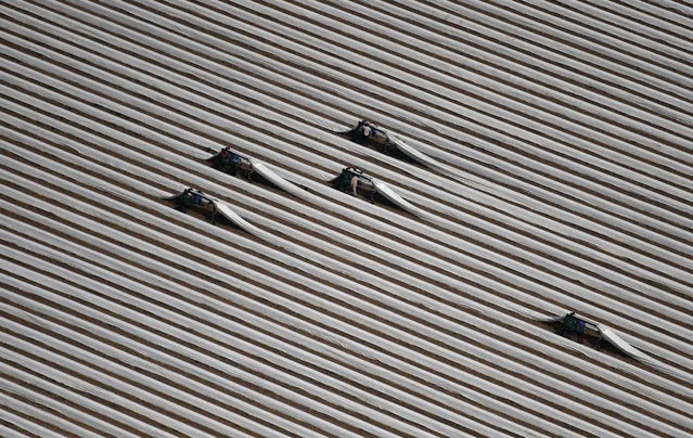 This aerial view shows workers on an asparagus field near Grevenbroich, western Germany, on May 8, 2020. (Photo by Ina Fassbender/AFP Photo)