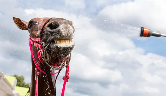 A horse gets a refreshing shower after taking part in a race during the derby week in Hamburg, northern Germany, on July 9, 2016. (Photo by Daniel Bockwoldt/AFP Photo/DPA)