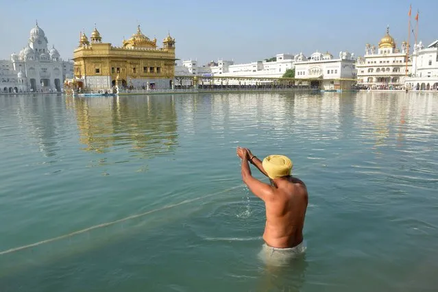 An Indian Sikh devotee takes a dip in the holy sarover (water tank) at the Golden Temple in Amritsar on November 6, 2014. Devotees are visiting Sikhism's holiest shrine to mark the 545th birthday of Sri Guru Nanak Dev, the founder of the religion of Sikhism and the first of ten Sikh Gurus. (Photo by Narinder Nanu/AFP Photo)