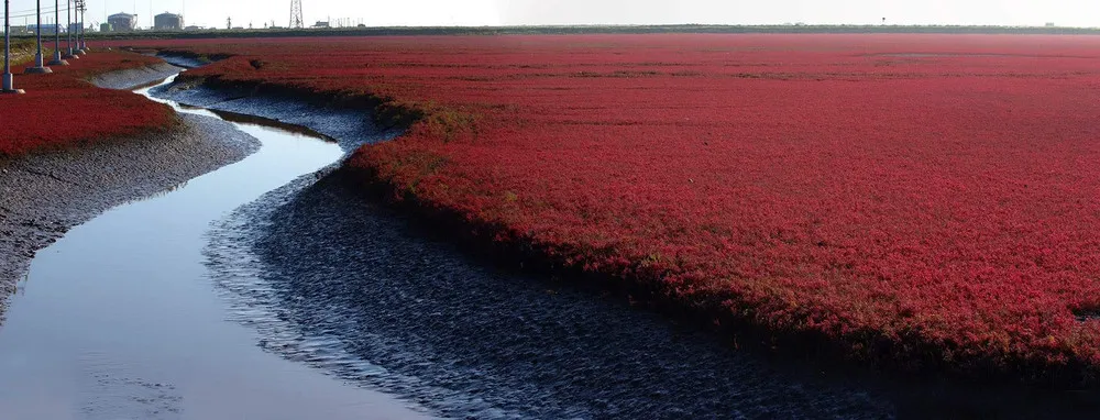 Panjin Red Beach