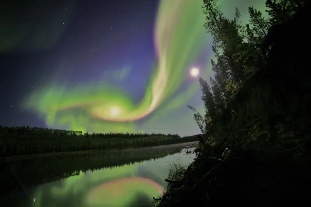 Swirls of green and red appear in an aurora over Whitehorse, Yukon on the night of September 3, 2012 in this NASA handout image. (Photo by Reuters/Courtesy of David Cartier/NASA)