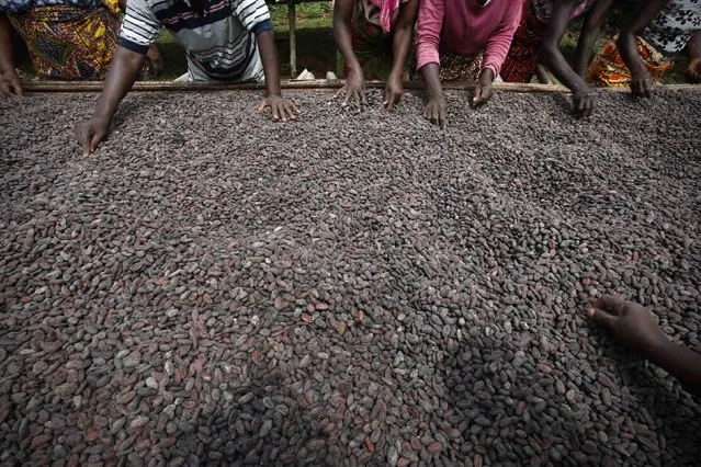 Women from a local cocoa farmers association called BLAYEYA work with cocoa beans in Djangobo, Niable in eastern Ivory Coast, November 17, 2014. (Photo by Thierry Gouegnon/Reuters)