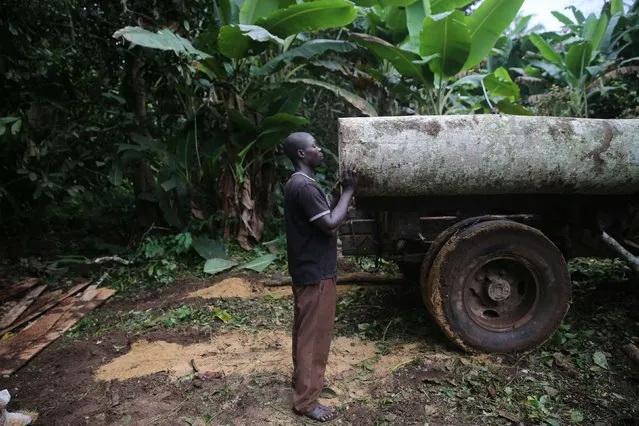 A labourer supports a log as it is moved into a truck in an unreserved forest in Igede-Ekiti township, southwest Nigeria, August 19, 2014. (Photo by Akintunde Akinleye/Reuters)